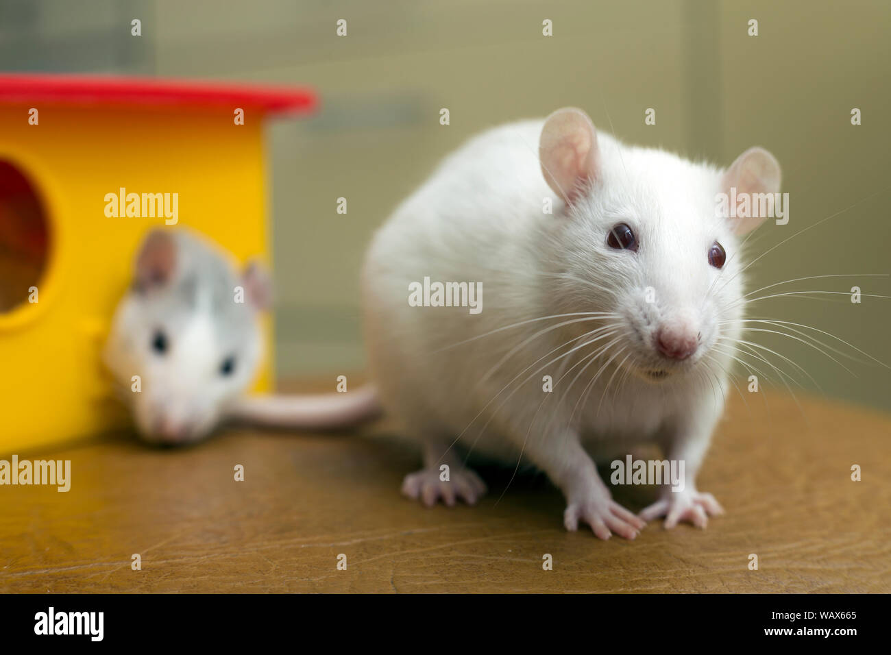 Female Hamster Stockfotos und -bilder Kaufen - Seite 3 - Alamy