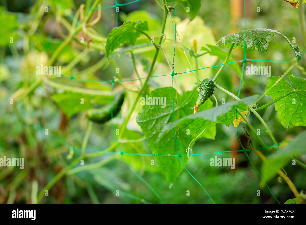 Garten Lange Gurke Stockfotos und bilder Kaufen Alamy