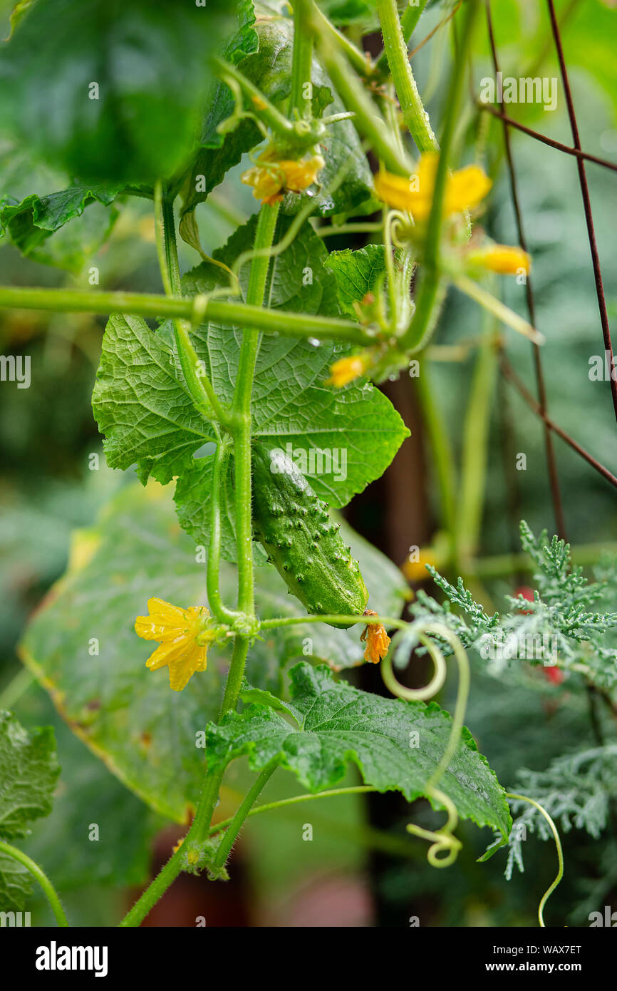Garten Lange Gurke Stockfotos und bilder Kaufen Alamy