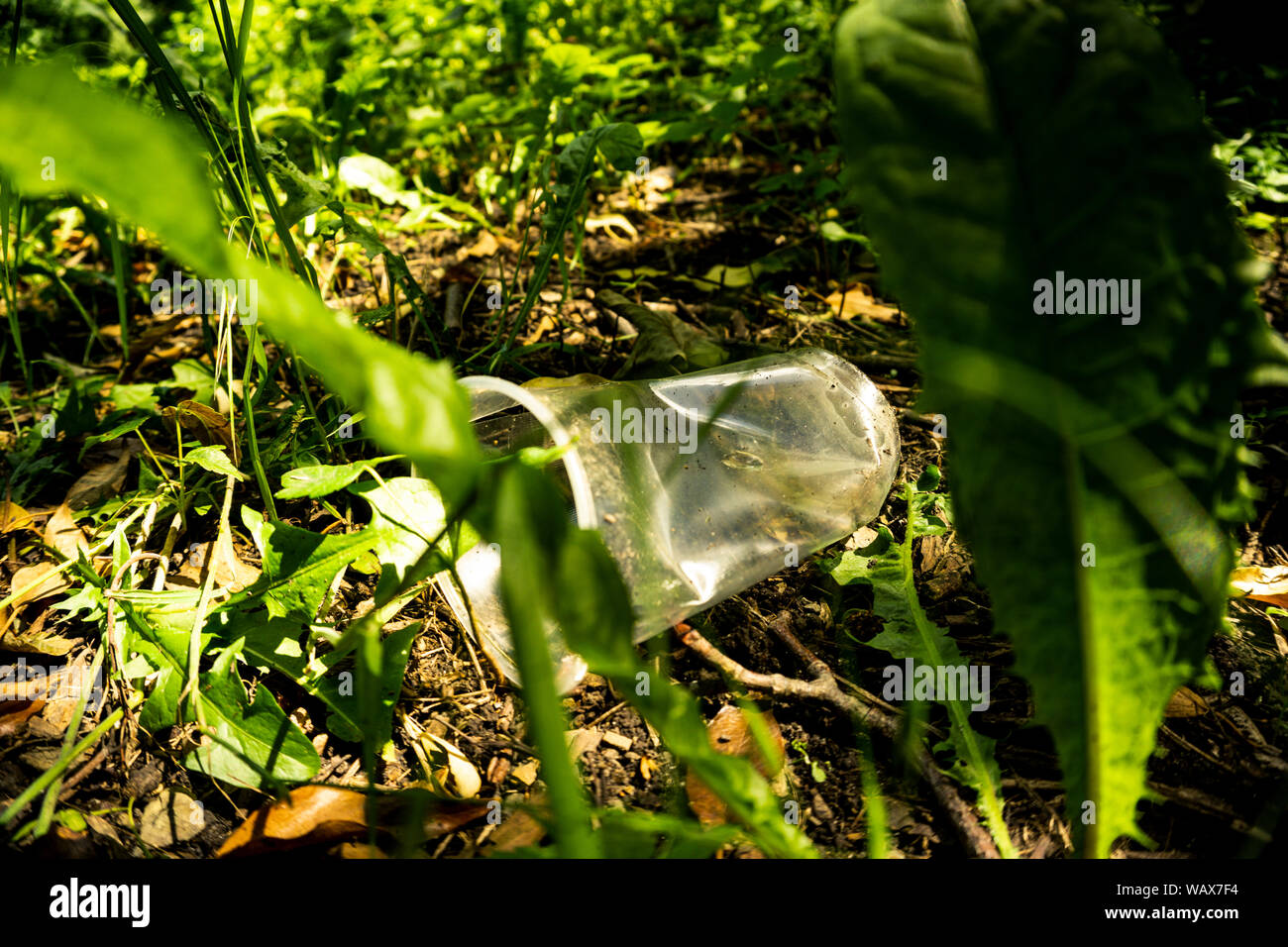 Eine transparente Schale aus Kunststoff liegt in einem bewaldeten Gebiet Belastung der Umwelt Stockfoto