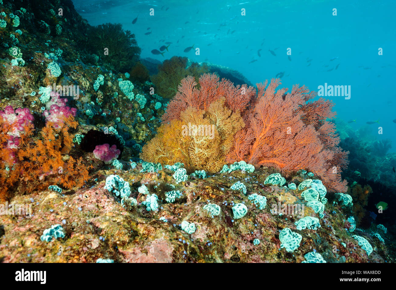 Riff malerische Raja Ampat Indonesien Stockfoto
