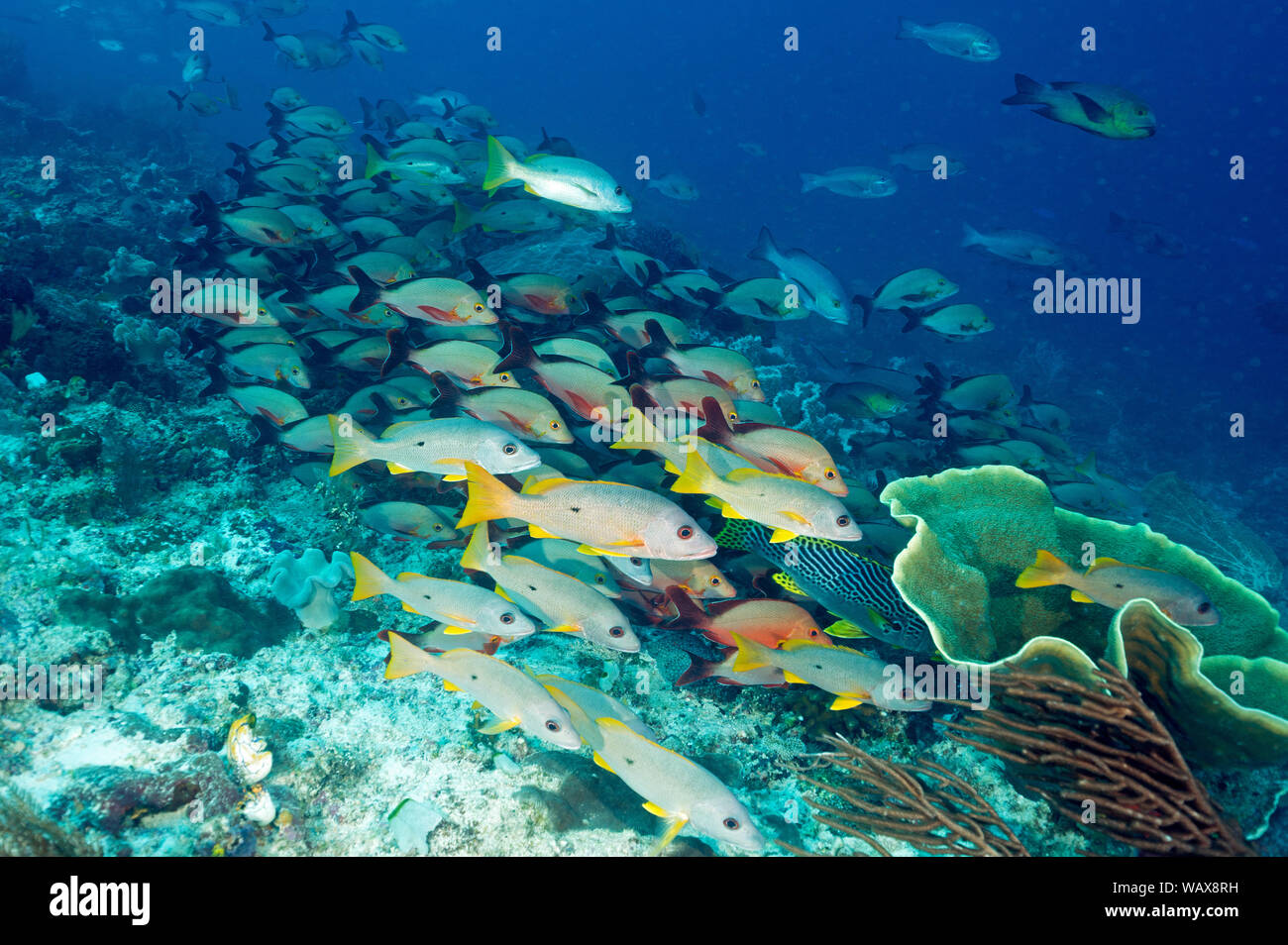 Humpback Snapper, Lutjanus gibbus und blackspot Schnapper, Lutjanus ehrenbergii, Schule gegen starke aktuelle Raja Ampat Indonesien. Stockfoto