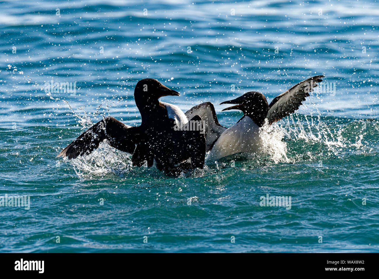 Zwei Dickschnabellummen (Uria lomvia) kämpfen im Meer, Alkefjellet, Hinlopenstraße, Spitzbergen Archipel, Norwegen Stockfoto