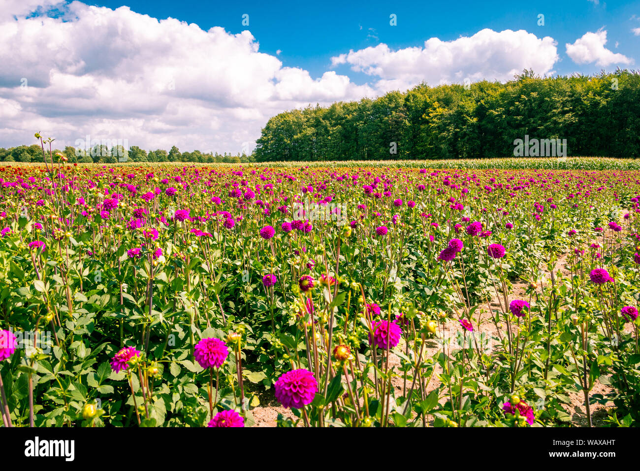 Feld mit Dahlia's Wachsen und Blühen im Sommer, die niederländische Provinz Flevoland in der Nähe Marknesse Stockfoto
