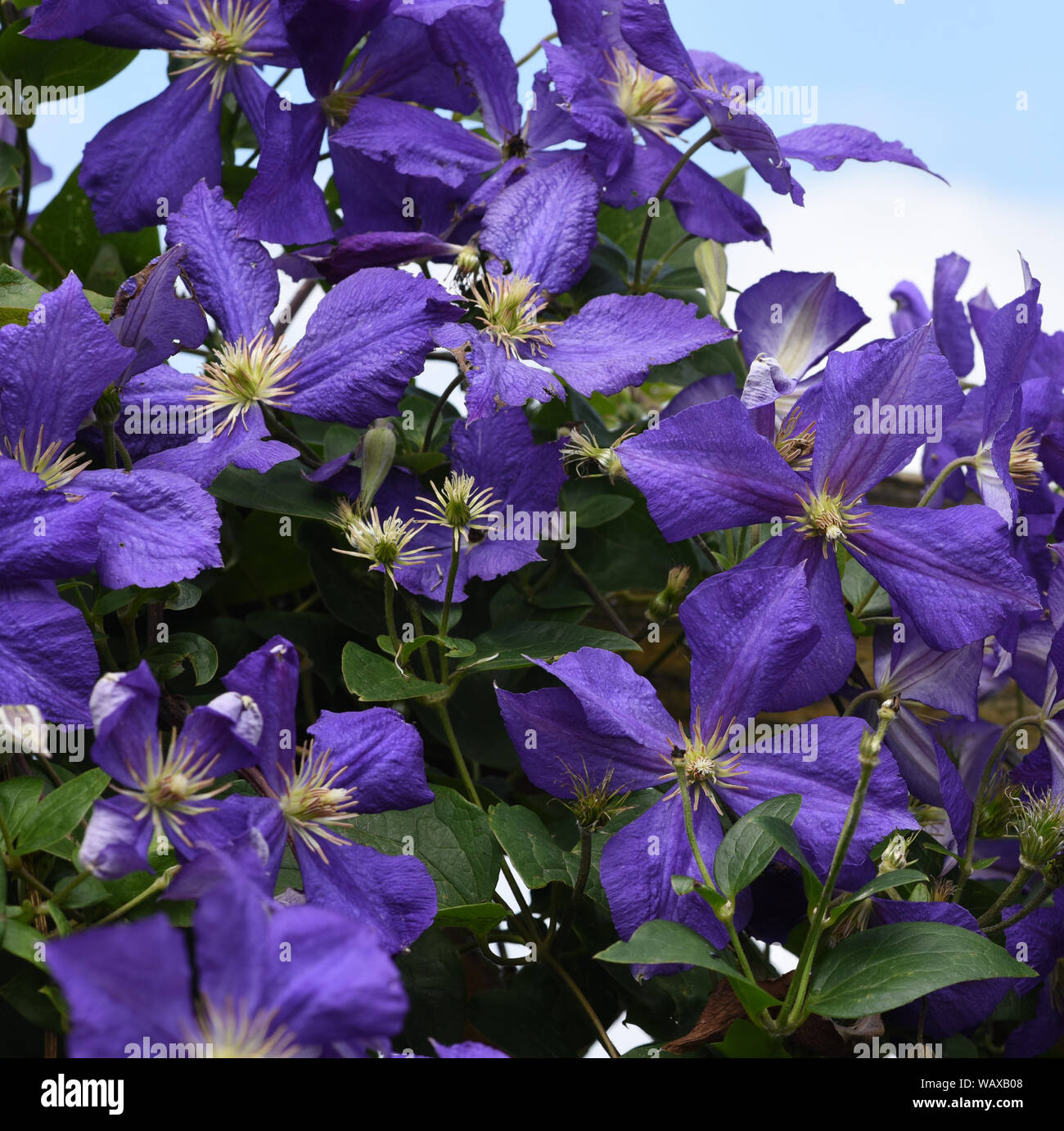 Clematis Jackmanii,, ist eine schoene Kletterpflanze mit blauen Blueten