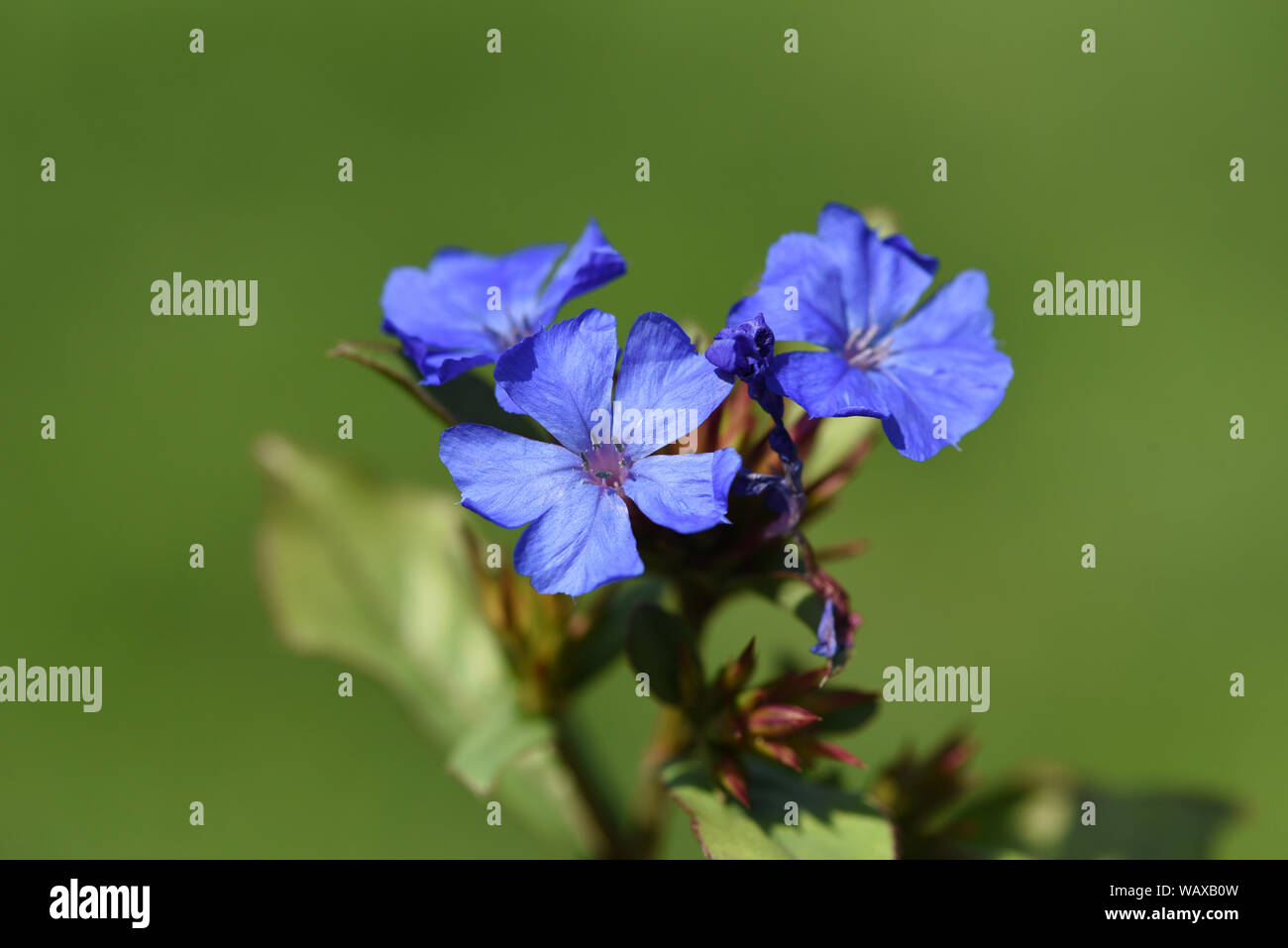 Bleiwurz, Cerastostigma, Wiimottiana ist eine wichtige Heilpflanze und eine Blume mit blauen Blueten. Leadwort, Cerastostigma, Wiimottiana ist ein wichti Stockfoto