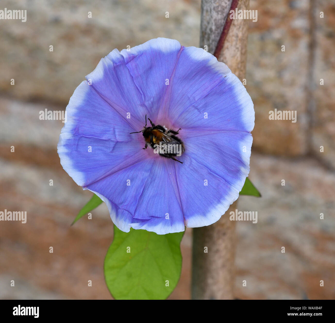 Trichterwinde, Dreifarbige, Prunkwinde Ipomoea purpurea, ist eine schoene Kletterpflanze mit verschiedenen farbigen, trichterfoermigen Blueten. Morni Stockfoto