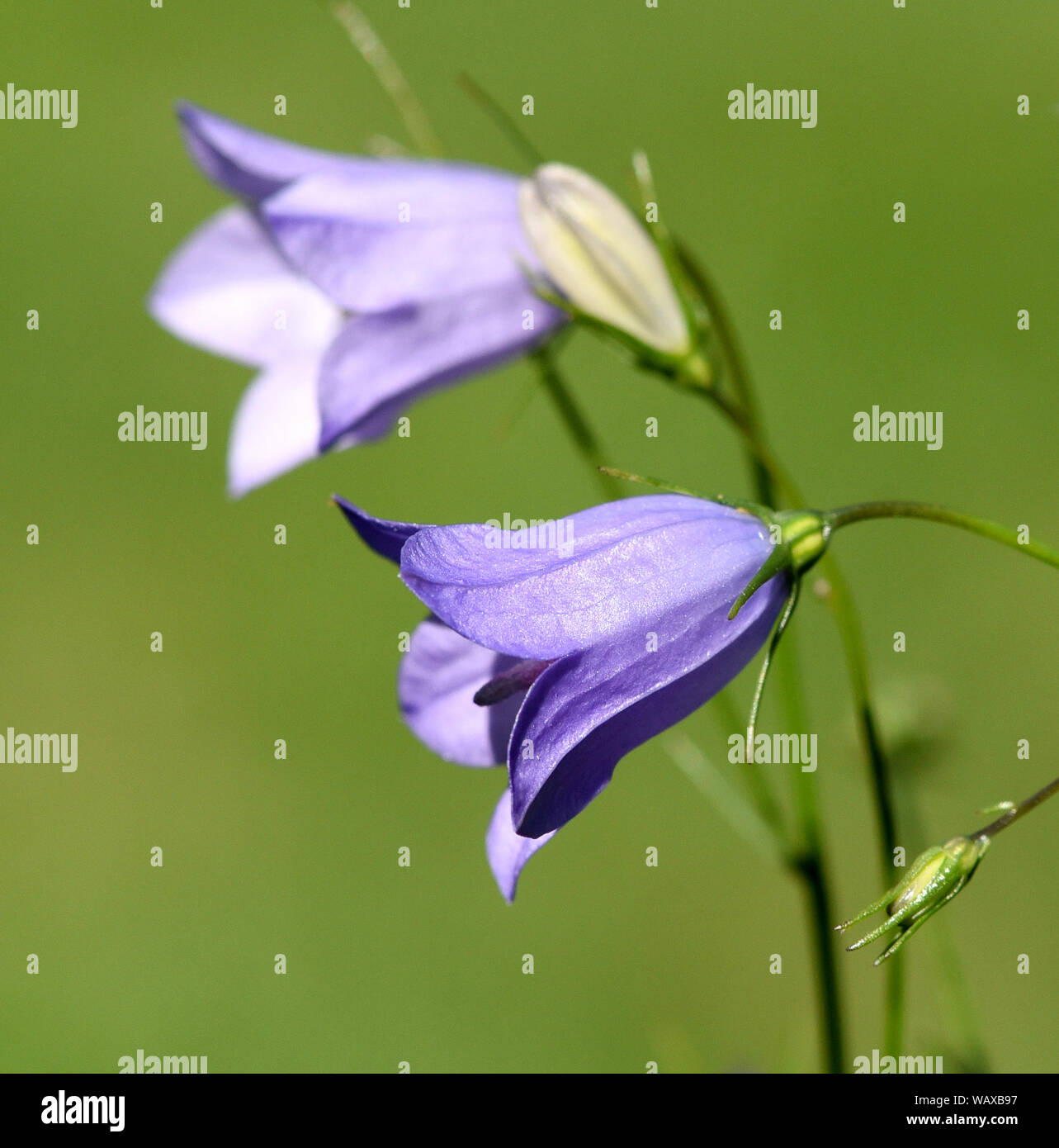 Rundblaettrige Glockenblume, Campanula rotundifolia ist eine wild wachsende mit blauen Wiesenblume Blueten. Runde-leaved Glockenblume, Campanula rotund Stockfoto