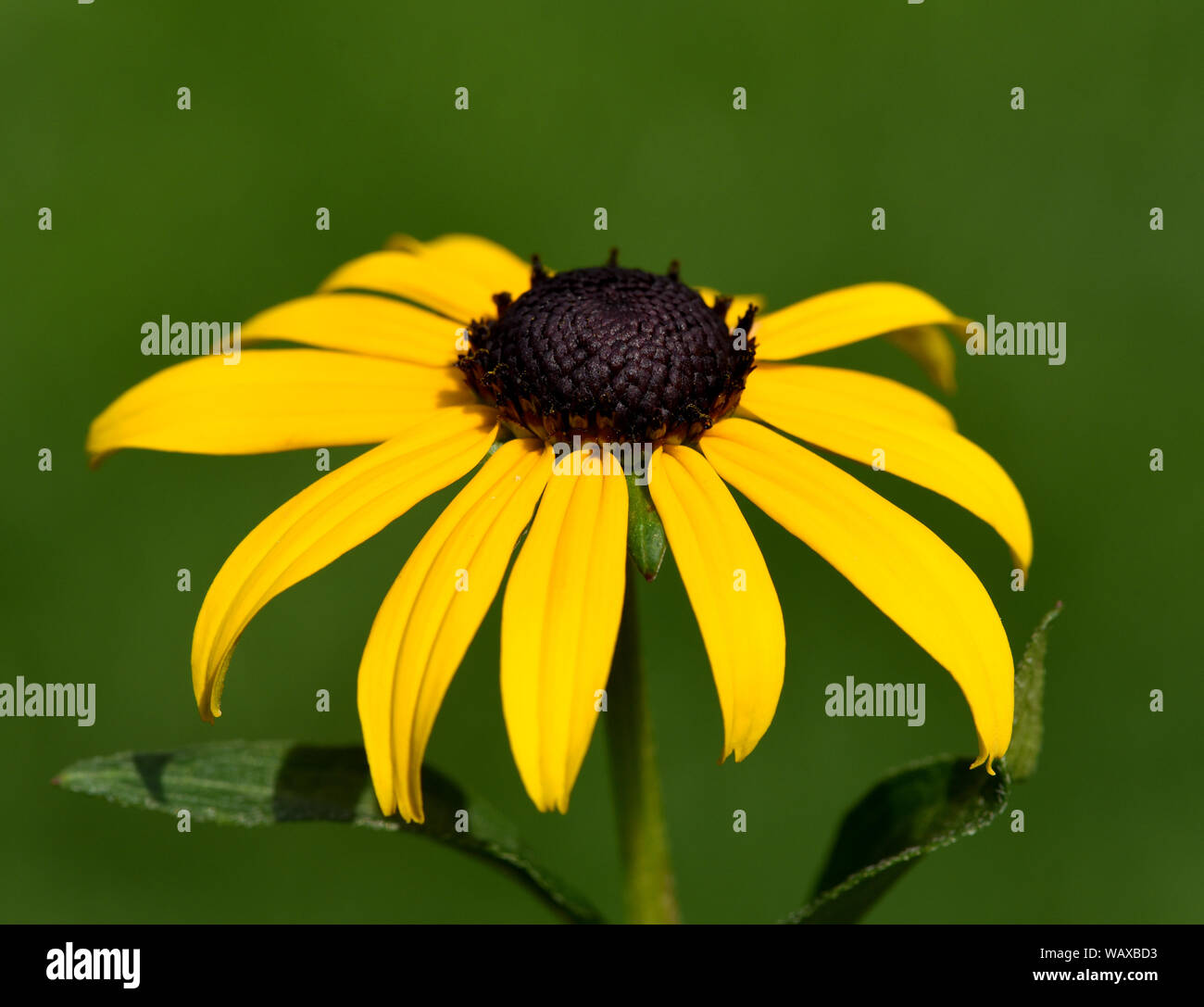 Sonnenhut, Rudbeckia hirta, ist eine wichtige Heilpflanze und eine Blume mit gelben Blueten. Sie ist eine schoene Staudenpflanze und wird auch in der Stockfoto