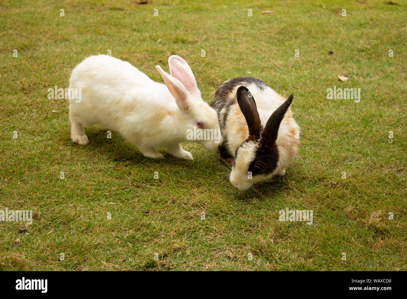 Hasen spielen in einem Rasen Stockfoto