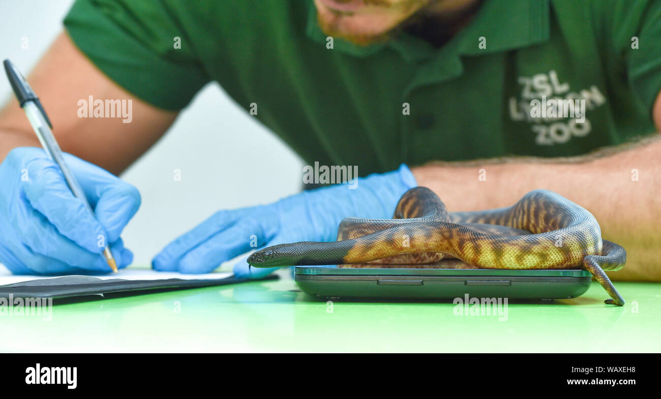 Ein Black-headed Python (Jugendlicher) gewogen wird im Rahmen des jährlichen Weigh-in im ZSL London Zoo in London. Stockfoto