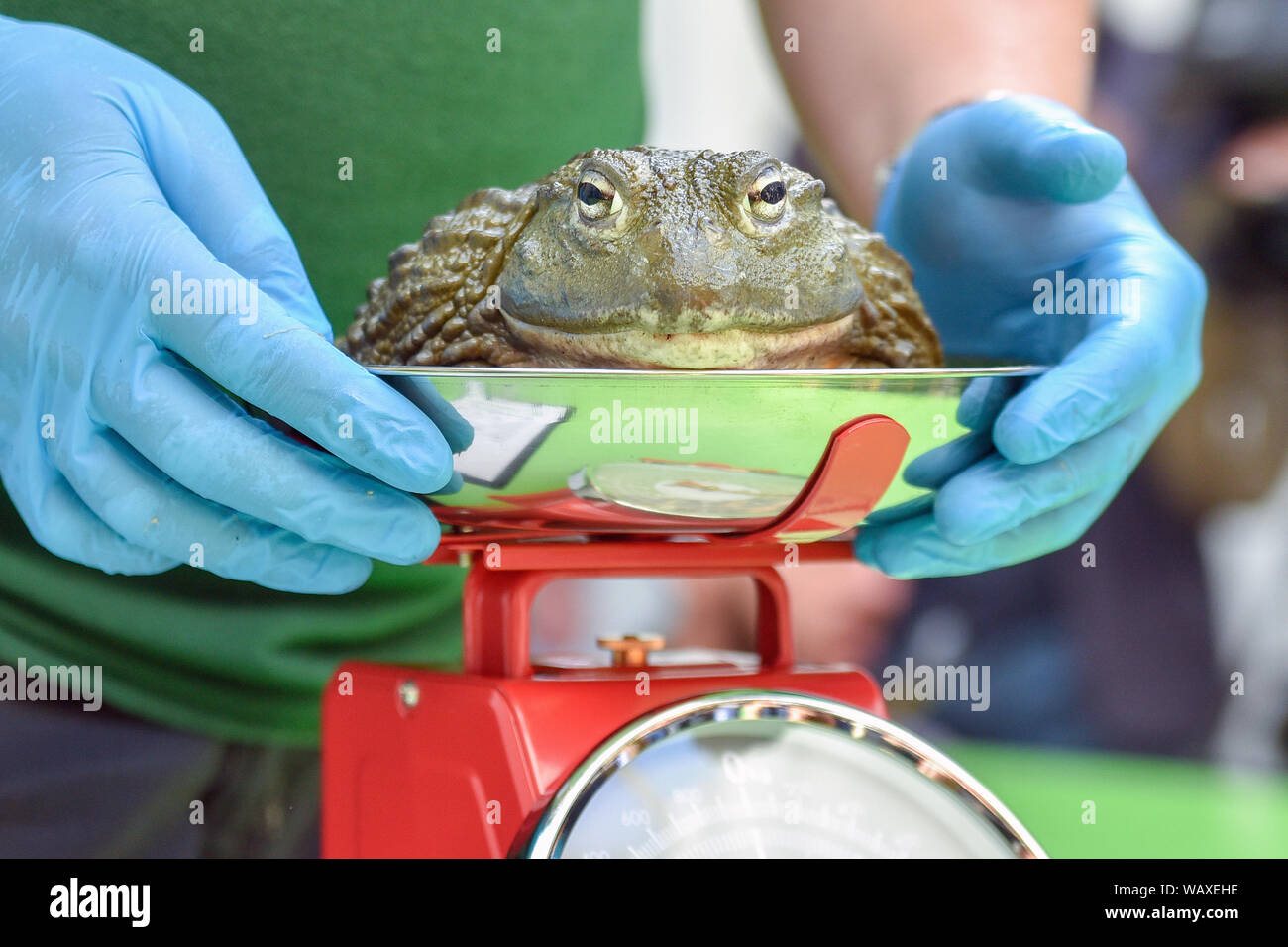 African bullfrog (namens Jabba) wird im Rahmen des jährlichen Weigh-in im ZSL London Zoo in London gewogen. Stockfoto