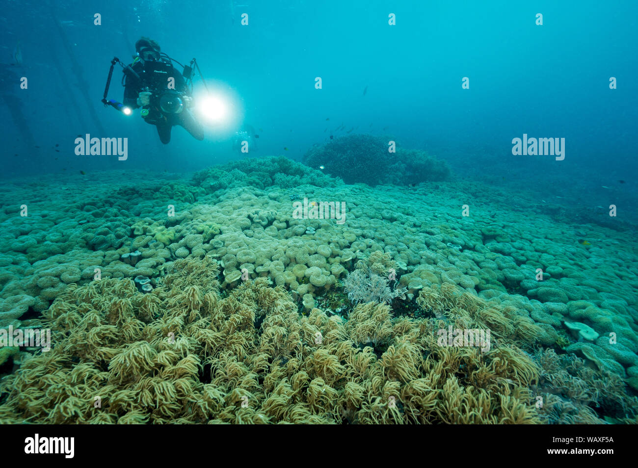 Reef scenic mit Weichkorallen, Sarcophyton crassocaule, Raja Ampat Indonesien. Stockfoto