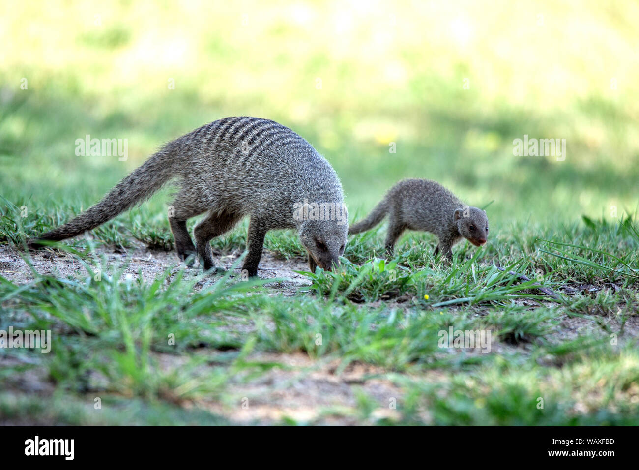 Herpestidae, Natur, Tier, Namibia, Etosha, Mongoose, 30077646 Stockfoto