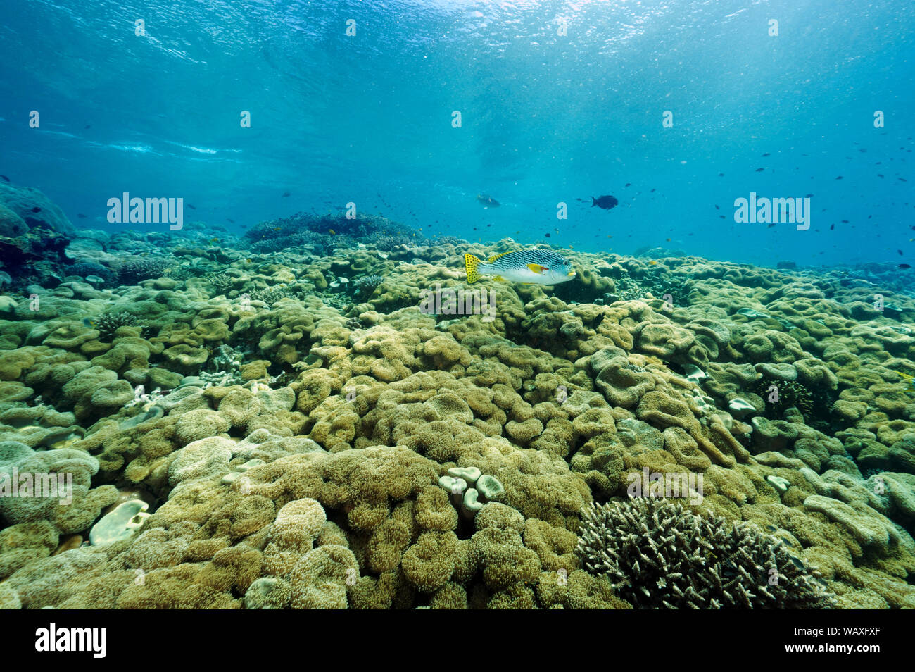 Reef scenic mit Weichkorallen, Sarcophyton crassocaule, Raja Ampat Indonesien. Stockfoto