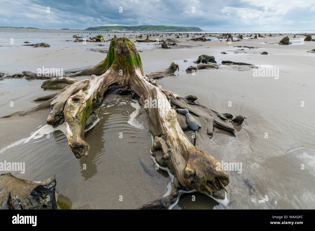 Borth Strand auf der Ceredigion Küstenregion der Mid Wales zeigt die 4,500-5.000 Jahren alten Versteinerten Wald bleibt. Stockfoto