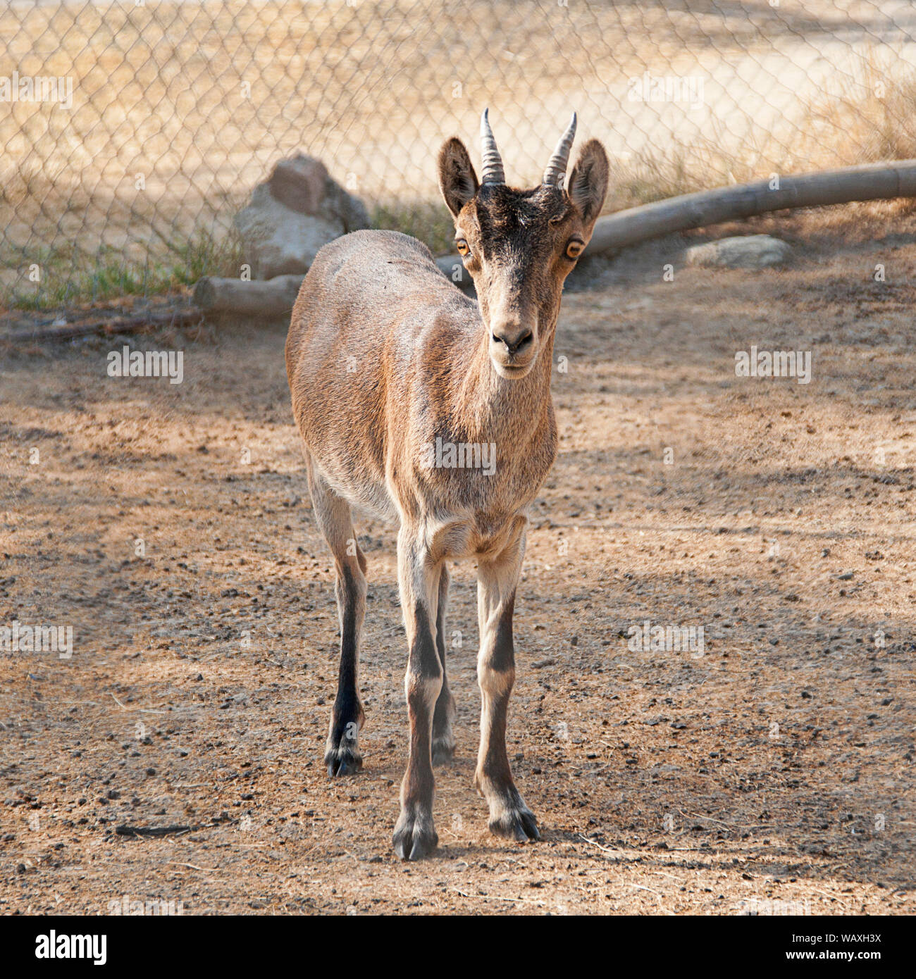 Captive Western Spanische ibex auch genannt Gredos ibex (Capra pyrenaica victoriae). Es ist eine gefährdete Ziege endemisch in Spanien und Portugal Stockfoto