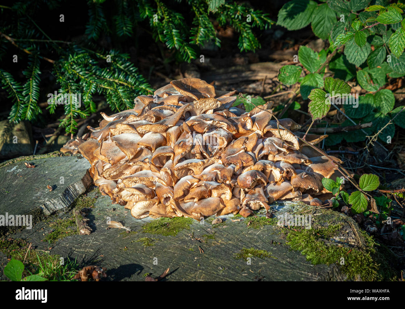 Pilz wachsen auf Baumstumpf im Wald Stockfoto