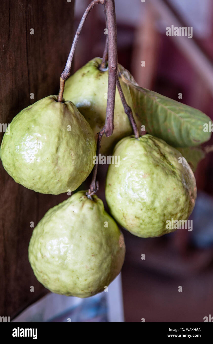 Frische reife Psidium guajava oder gemeinsamen Guave tropischen Früchten, exotischen asiatischen Obst Stockfoto