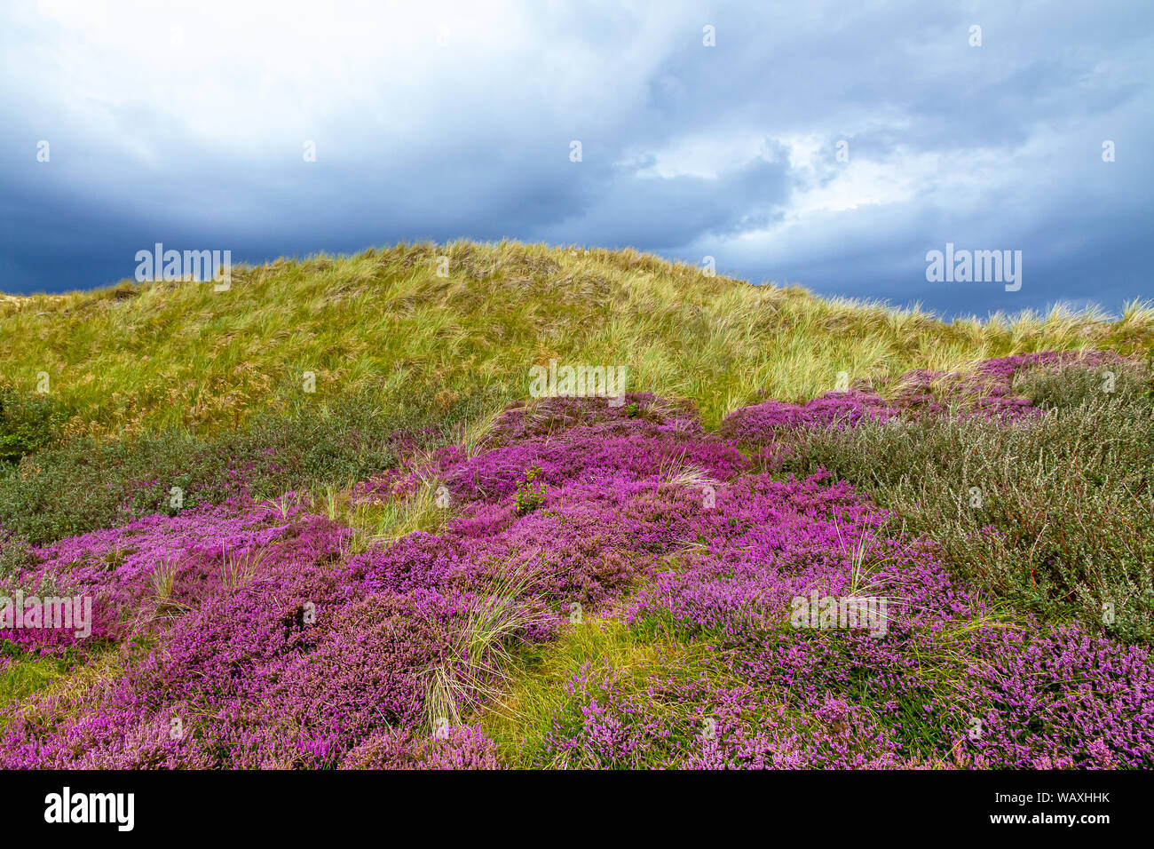 Blühende Heide auf der Insel Amrum, Deutschland Stockfoto