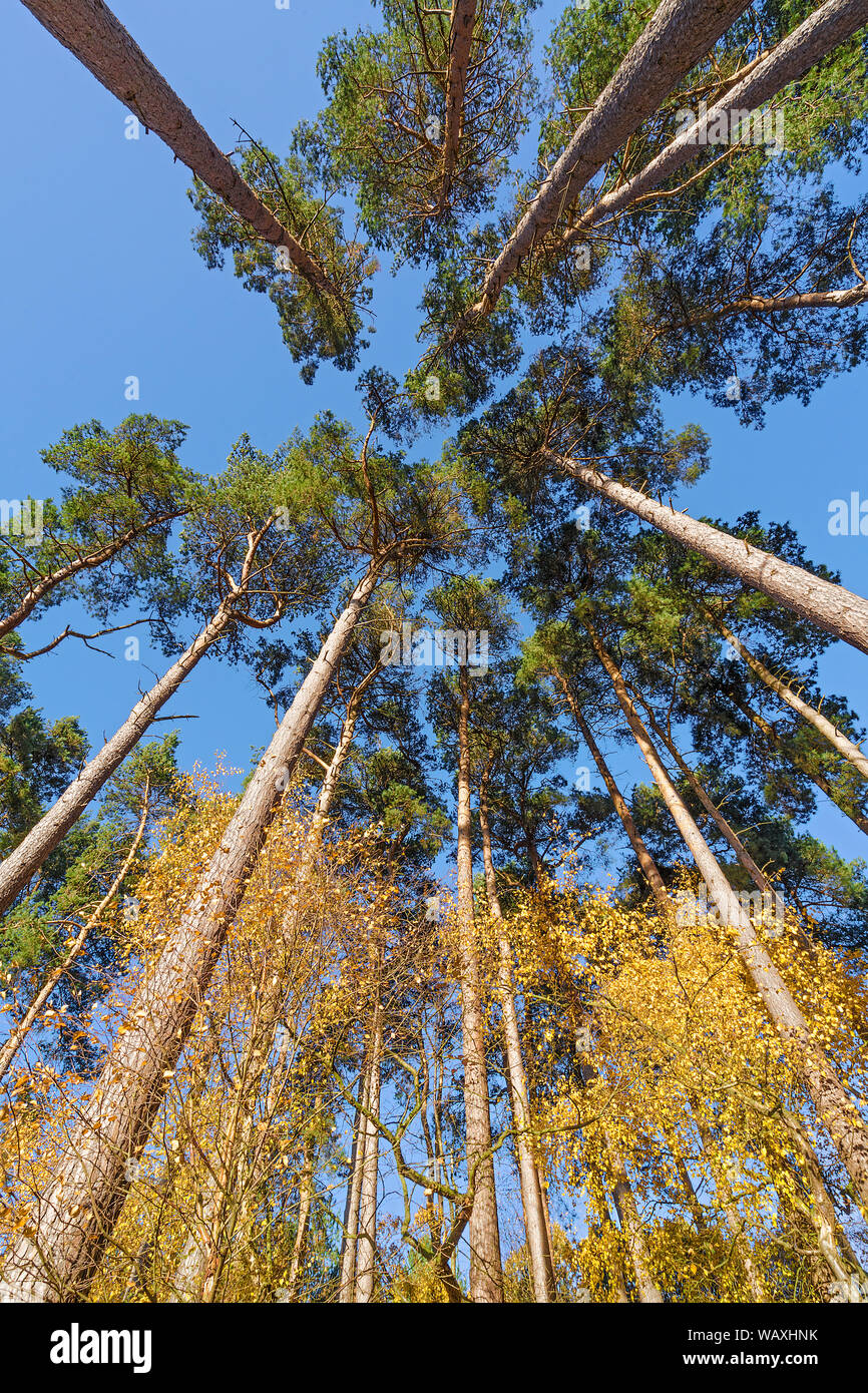 Scots Kiefern (Pinus sylvestris) mit einer Geschichte von Birken (Betula) im Herbst Delamere Forest Cheshire UK November 2018 Stockfoto
