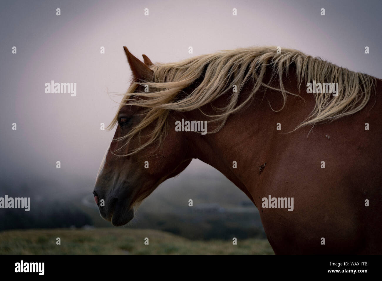 Wildes Pferd Stockfoto