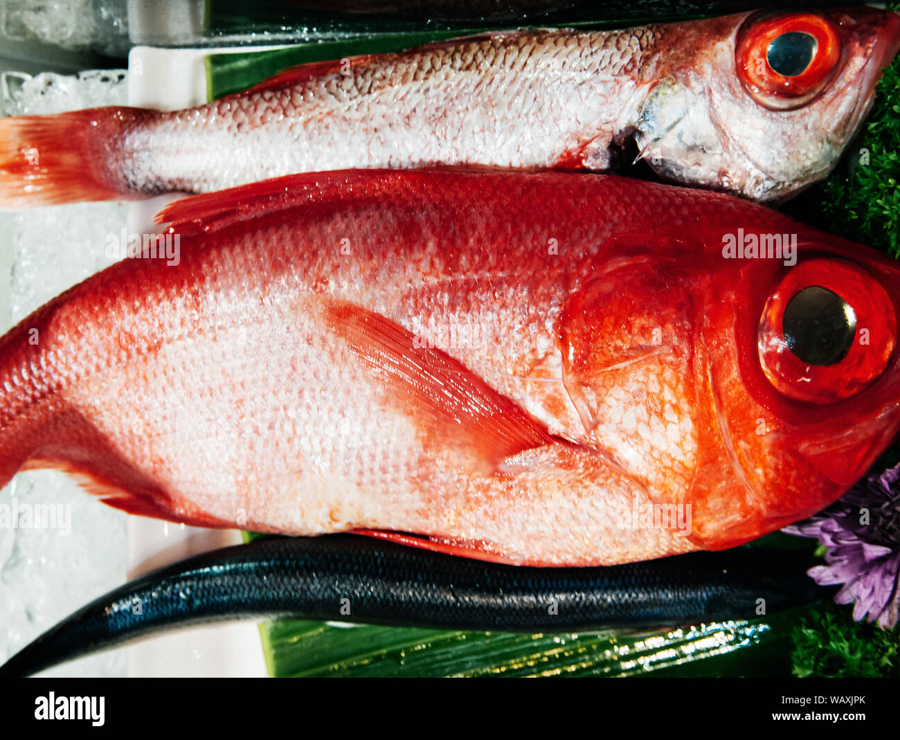 Große Augen Kinmedai oder Rot Beryx Alfonsino oder frischen Fisch für japanische Sushi Sashimi auf Eis Stockfoto