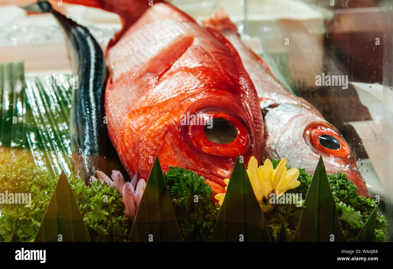 Große Augen Kinmedai oder Rot Beryx Alfonsino oder frischen Fisch für japanische Sushi Sashimi auf Eis Stockfoto