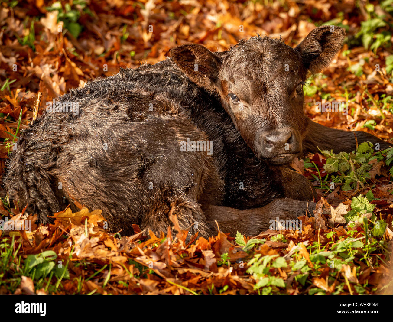 Neu geborenen Kalb im Herbst Blätter Stockfoto