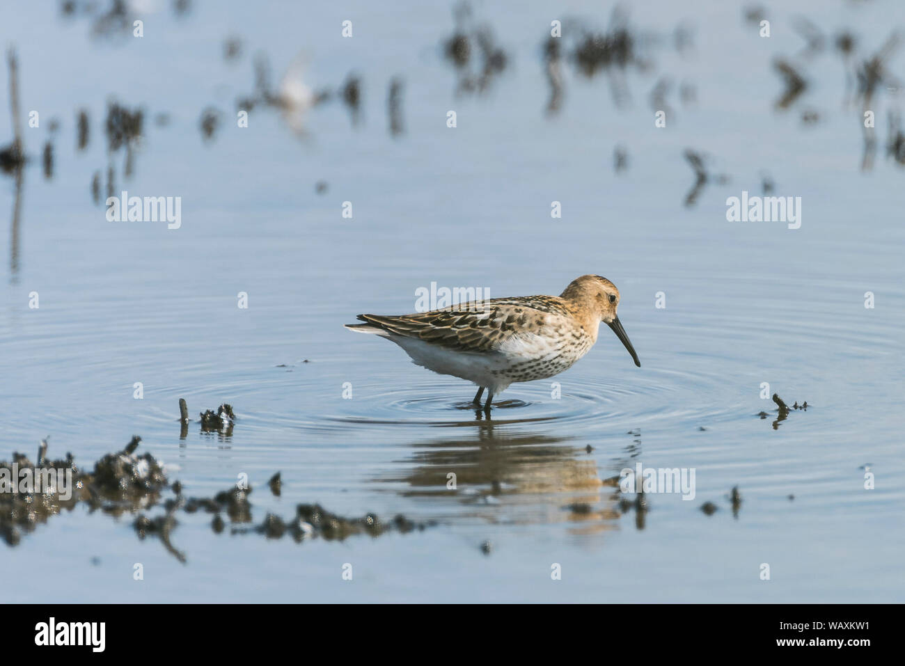 Alpenstrandläufer im blauen Wasser. Stockfoto