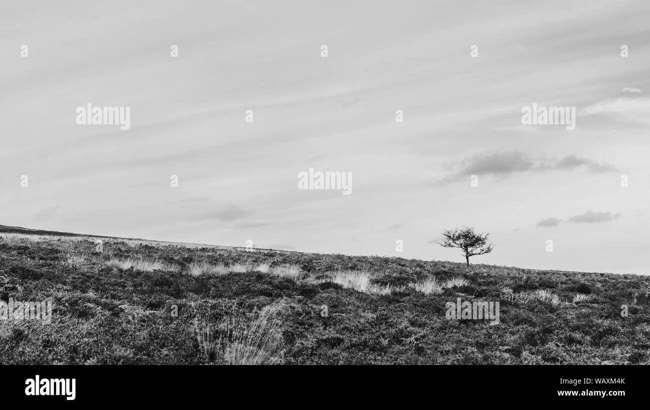 Schwarz-weiß Bild von isolierten Baum auf einem Hügel Exmoor Stockfoto