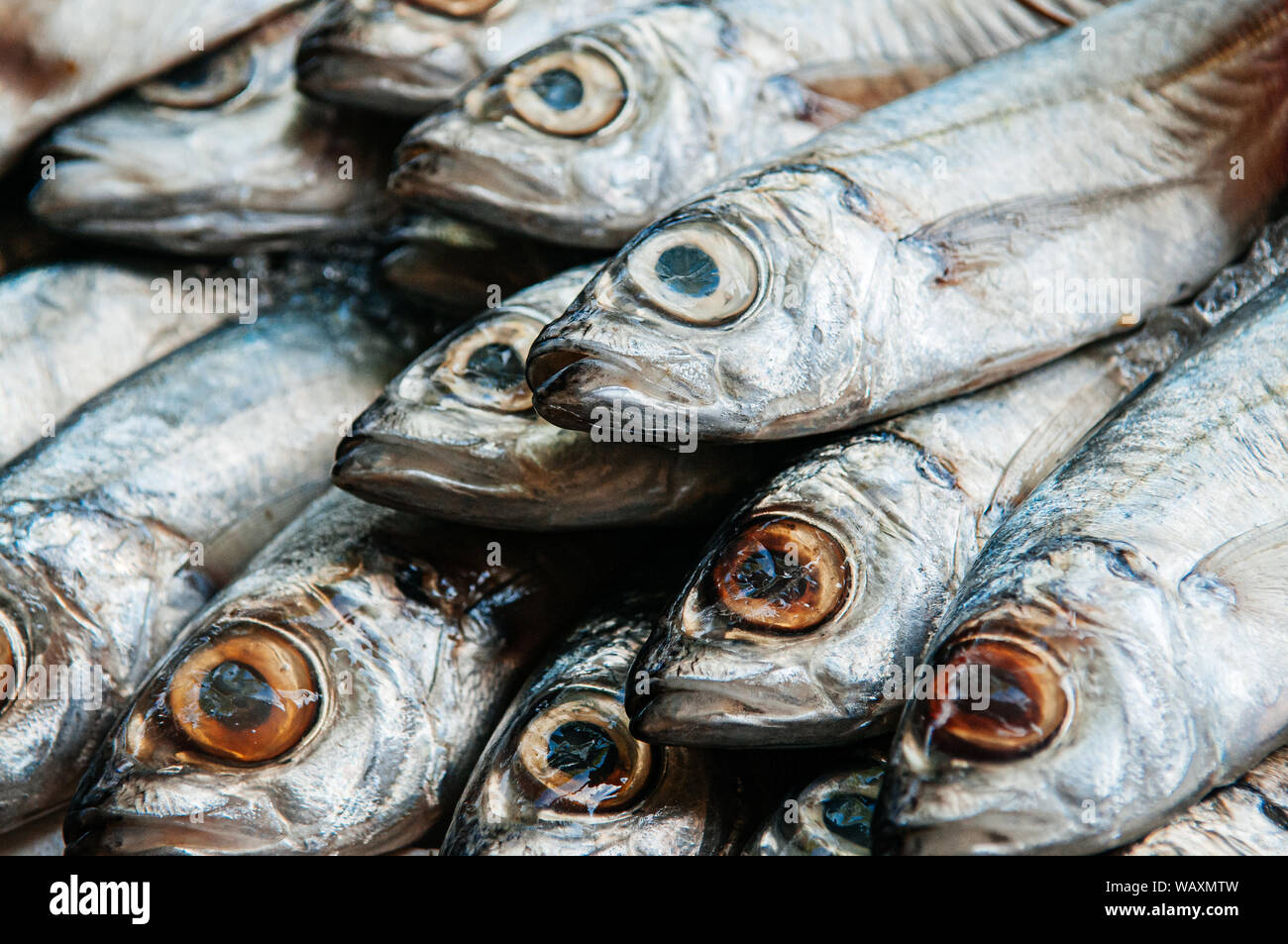 Frische rohe Makrele fischen in der Nähe von Augen und glänzende Haut Details - Seafood Market kochen Zutat Konzept Stockfoto