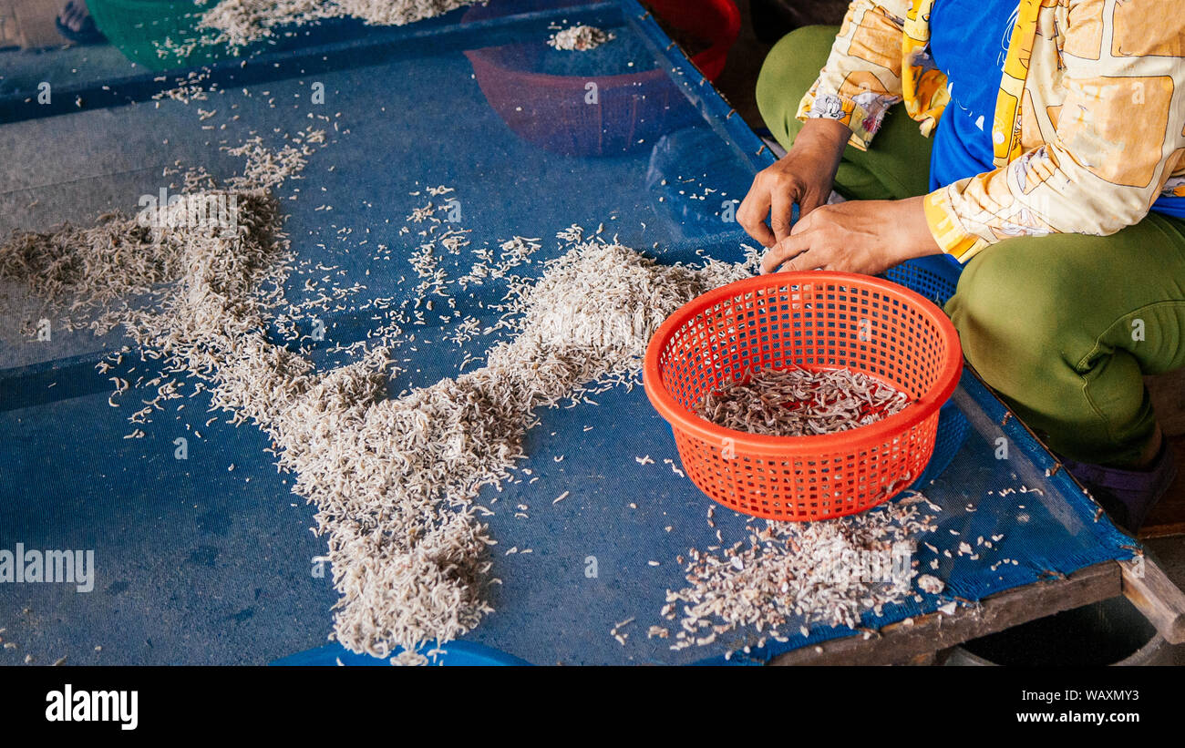 Asiatische Arbeiter gesalzen Sun zubereiten getrocknete Sardellen Fisch Meeresfrüchte factory Close up Details - lokale Meeresfrüchte Industrie Thailand Stockfoto