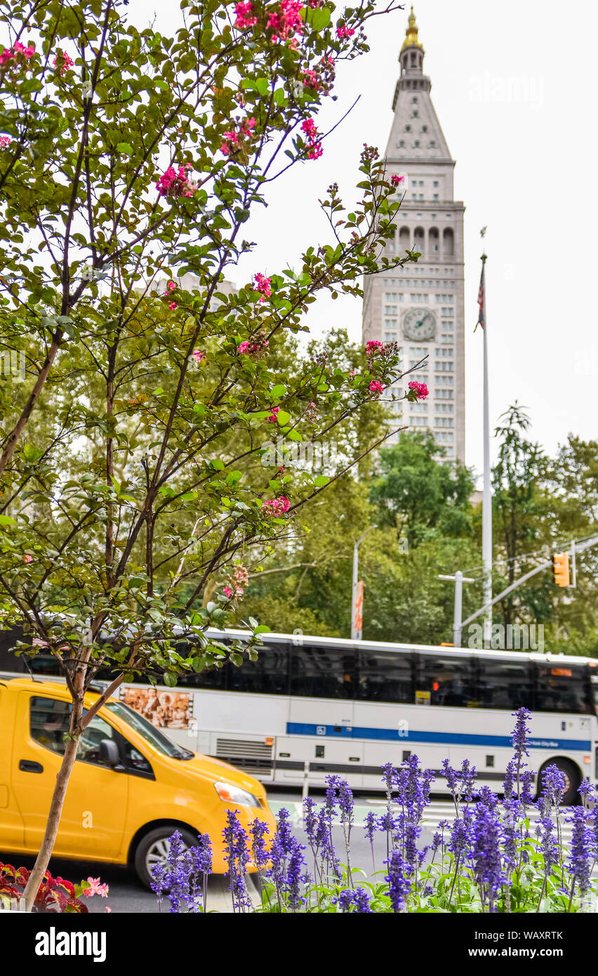 Blumen, Taxi und Bus im Madison Square, New York City, USA. Stockfoto