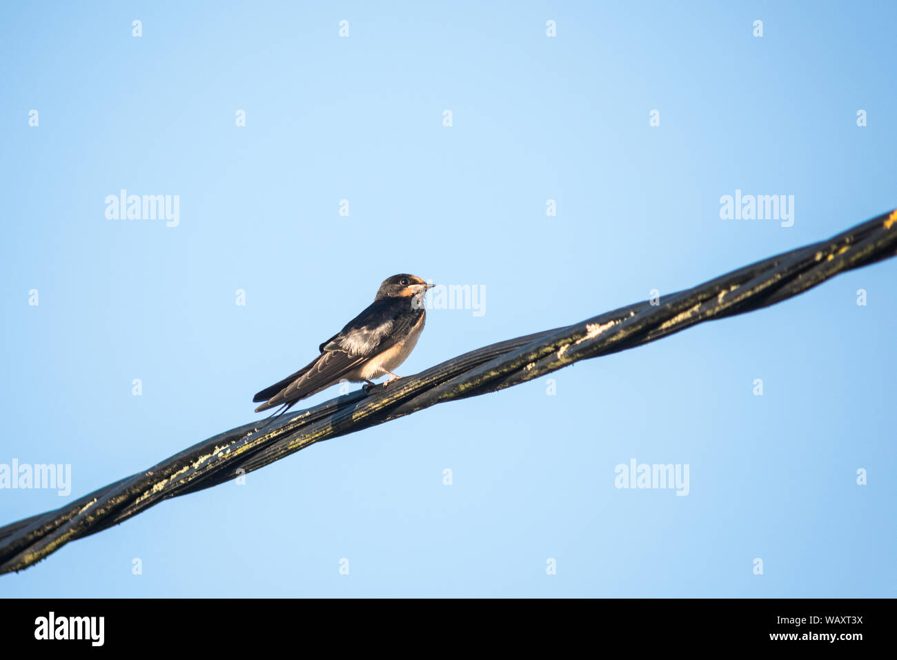 Schlucken thront auf einem dicken Kabel gegen ein blauer Himmel Stockfoto