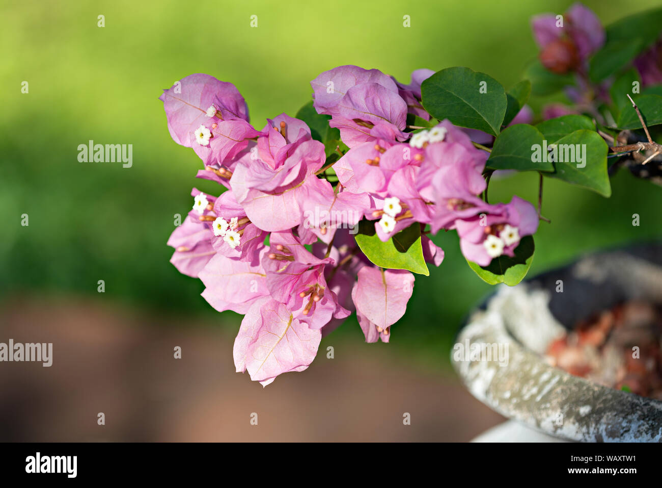 Rosafarbene Bougainvillea wächst in einem Topf im Garten Stockfoto