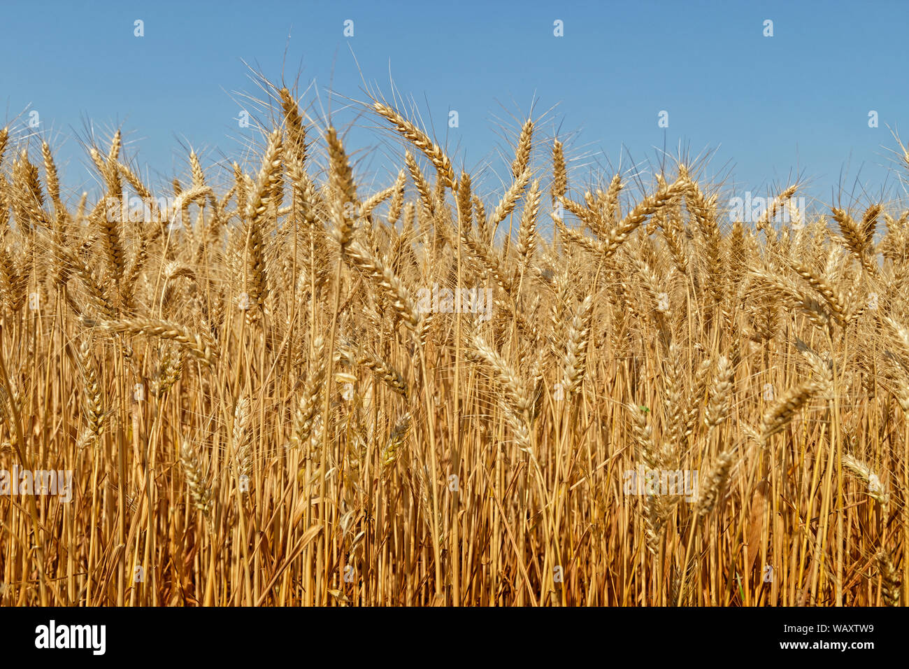 Gezüchtetem Gerste Gräser. Stockfoto