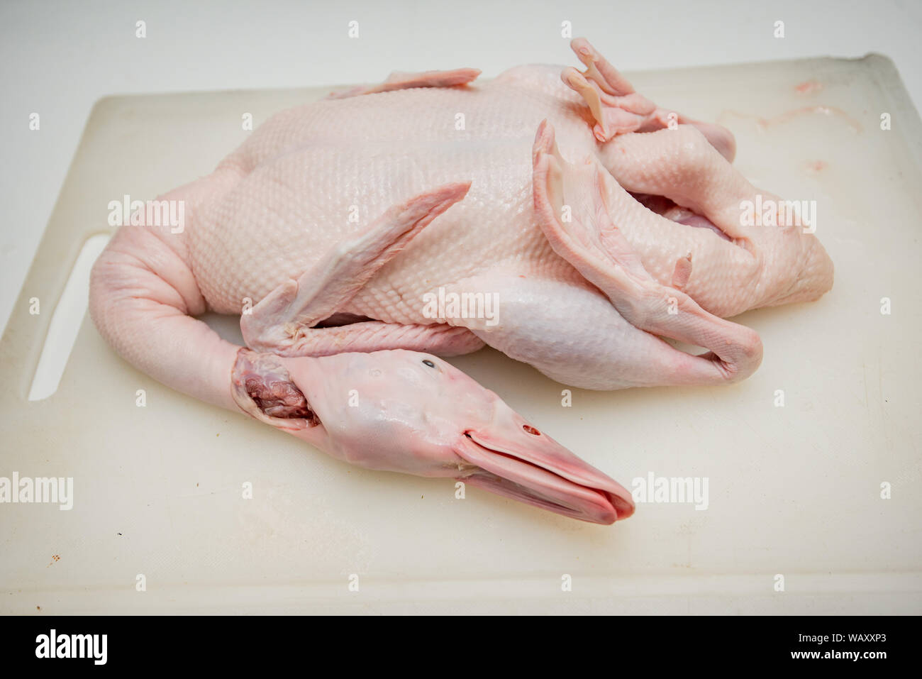 Gebratene Ente, Gill Ente, chinesisches Essen Stockfoto