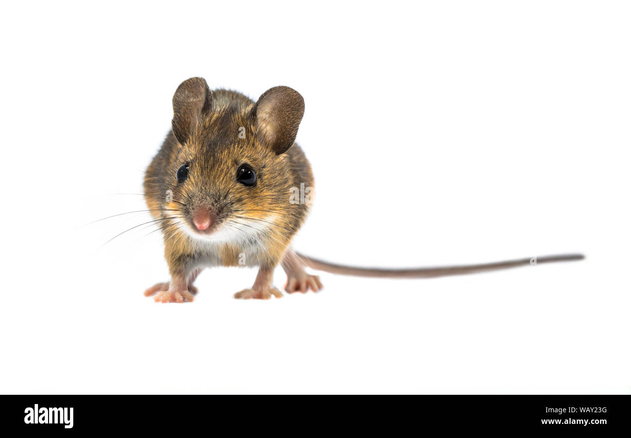 Cute Holz Maus (APODEMUS SYLVATICUS) auf weißem Hintergrund. Dieses nette schauende Maus ist in den meisten Teilen Europas über gefunden und ist ein sehr allgemeiner und wi Stockfoto