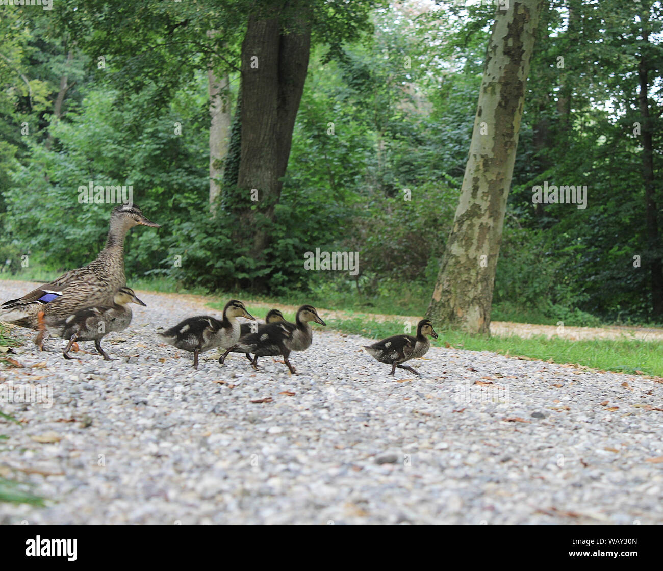 Ente Familie am See in Laupheim, Deutschland Stockfoto