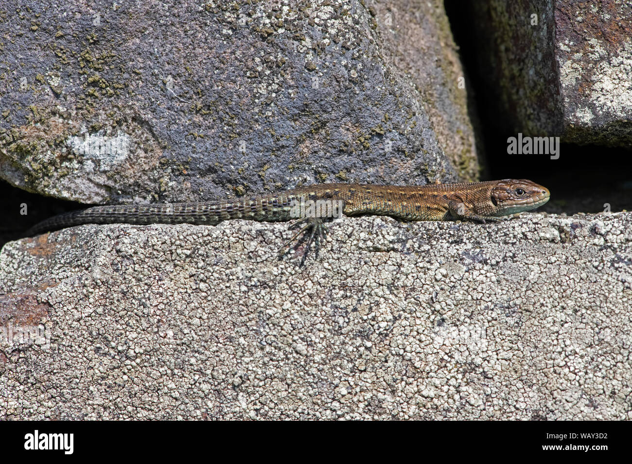 Jugendliche gemeinsame Lizard (Zootoca Vivipara) Sonnenbaden auf Flechten bedeckt Steinmauer Stockfoto