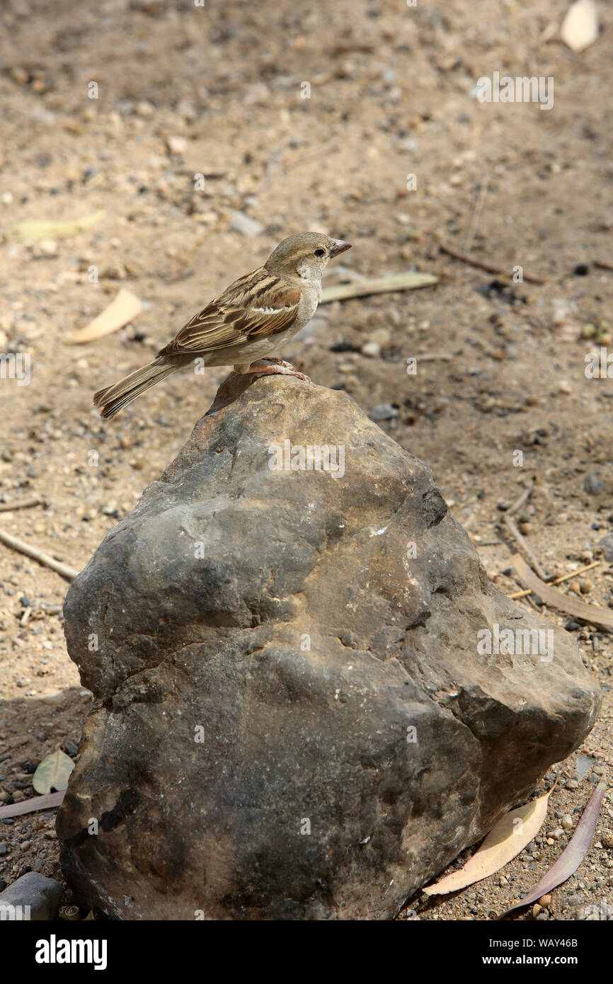 Le Moineau domestique (Passer domesticus) est une espèce de Petits passereaux de la famille des Gelbhalsmaus. Makhtesh Ramon. Israel. Haussperling. Stockfoto