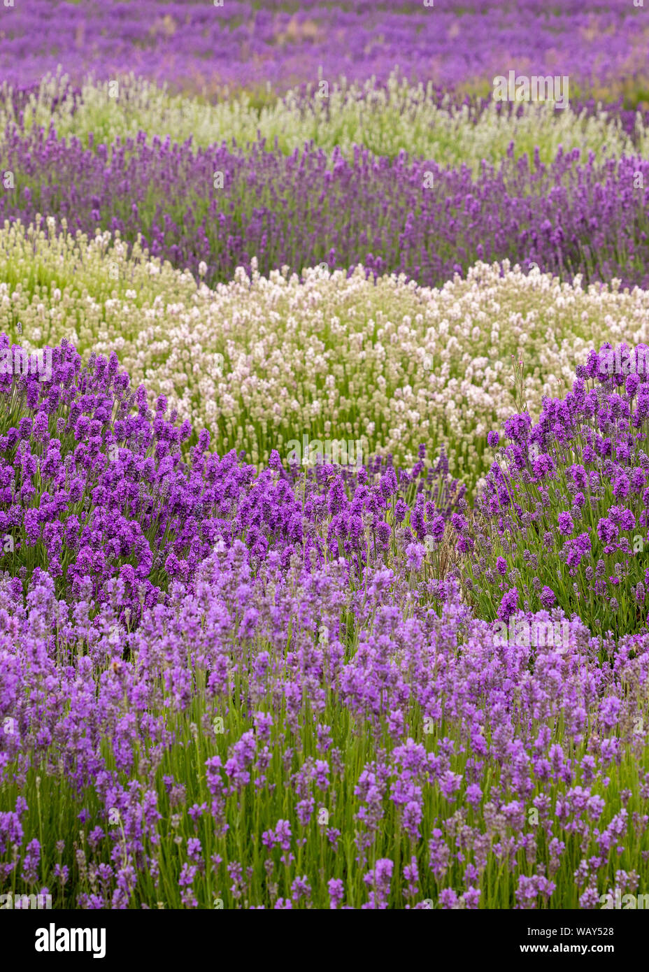 Lavendel Felder Snowshill Lavender Farm in den Cotswolds in der Nähe von Broadway Stockfoto