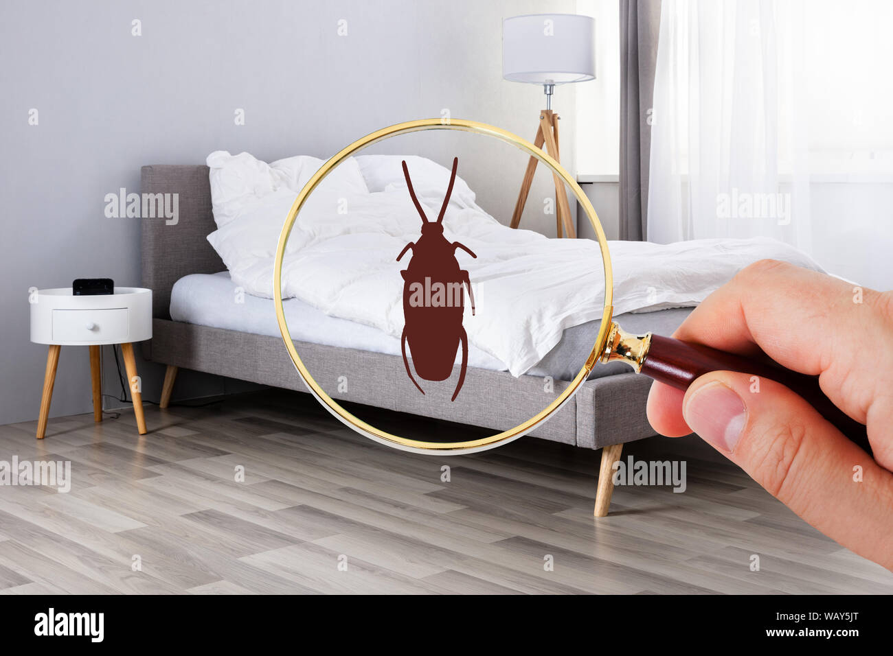 Nahaufnahme einer Person Betrachten Kakerlake mit Lupe auf dem Bett  Stockfotografie - Alamy