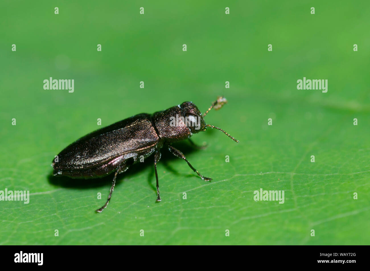 Metallische Holz - langweilige Käfer, Anthaxia sp. Stockfoto
