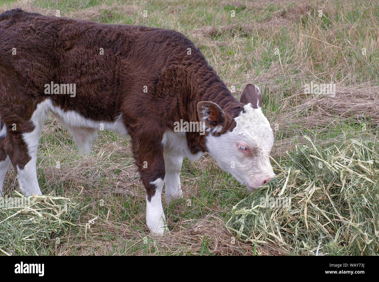 Braune und weiße Hereford Kalb Heu Essen Stockfoto