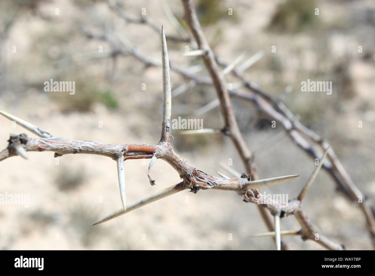 Die Dornen auf einem Busch am Odessa meteor Krater in der Nähe von Odessa, Texas, USA Stockfoto