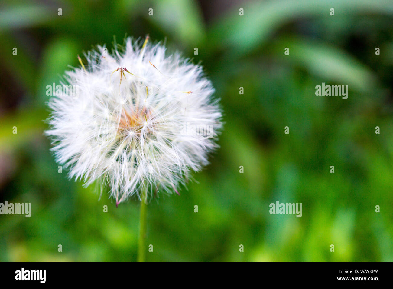 Taraxacum Officinale, diente de leÃ³n, Chip, diente de leÃ³n, chipule. Stockfoto