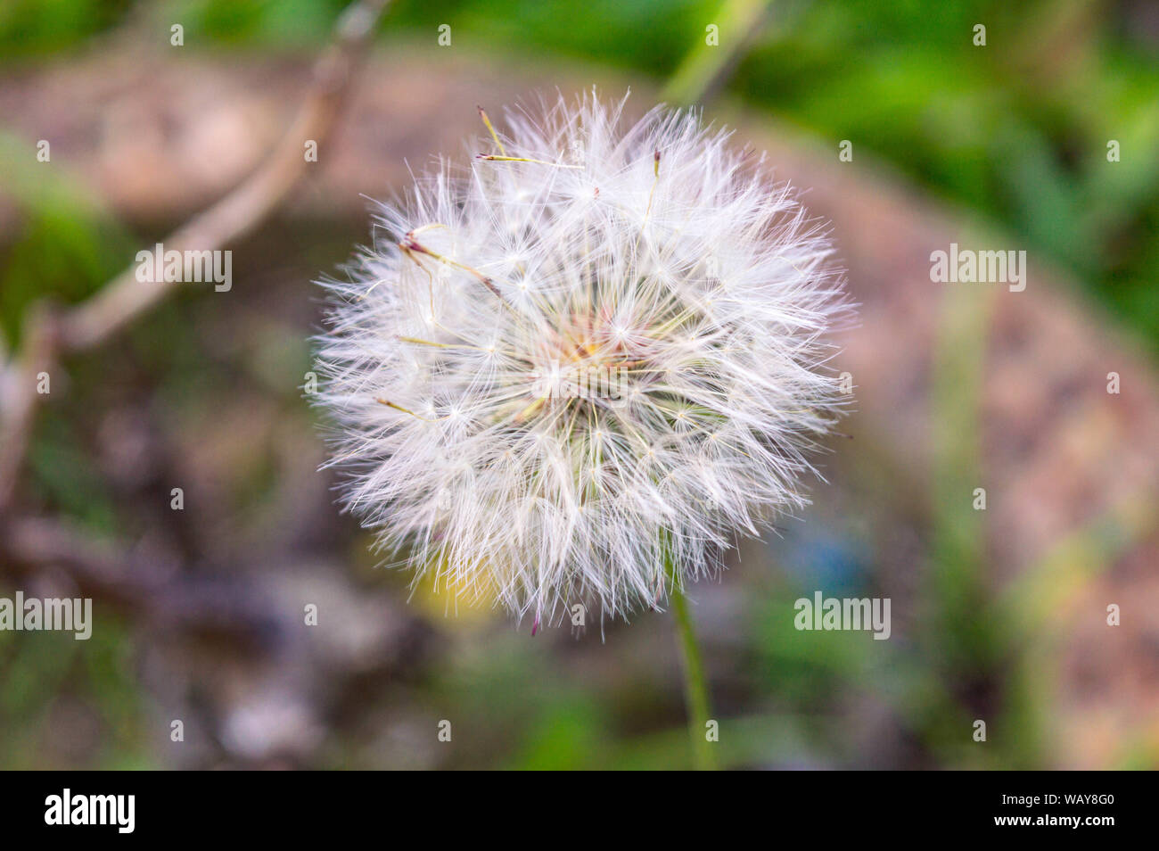 Diente de leÃ³n, chipule, achicoria Amarga, Estrella, Panadero. Stockfoto