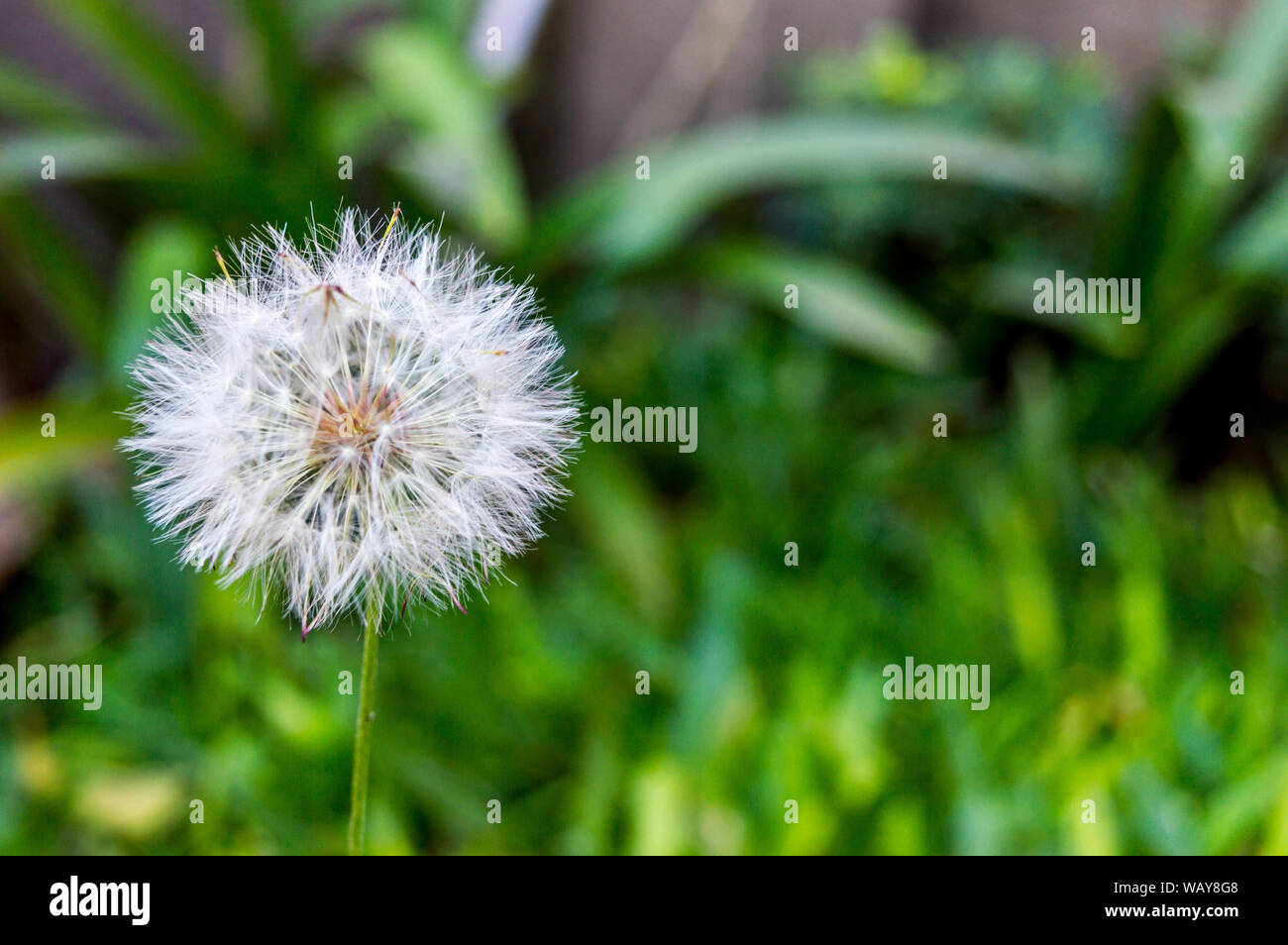 Taraxacum Officinale, popularmente conocida Como: diente de leÃ³n, Chip Stockfoto